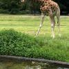 Im Sommer traute sich Giraffe Gaya endlich auf Gras. Doch sie hatte auch eine Gelenkerkrankung und musste jetzt eingeschläfert werden. 	