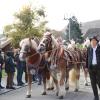 Die kleinen und großen Gespanne mit den prachtvoll geschmückten Pferden und Wägen begeisterten die hunderten Zuschauenden beim traditionellen Umzug am Sonntag in Unterliezheim.