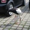 Als der Storch einen Plastikschnipsel fressen will, werden die Erzieherinnen aktiv.