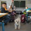 Athos darf sich frei im Klassenzimmer der 1c der Laurentius-Grundschule in Bobingen bewegen. 