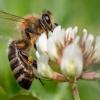 Der Bund Naturschutz wirbt auch in  Bobingen für das Volksbegehren „Rettet die Bienen“. 