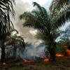 In Indonesien fielen Zehntausende Hektar Regenwald Brandrodungen zum Opfer.