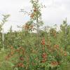 Im Kreisobstlehrgarten wächst ein Spindelbusch mit der jungen Apfelsorte „Gerlinde“. Die Äpfel können wie alle vielfältig weiterverwertet werden. 