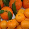 Mandarine oder Clementine: Was ist der Unterschied?