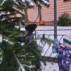 18 Kindergarten- und Krippenkinder haben den Friedberger Wunschbaum in einen Baum voller Geschenke verwandelt.