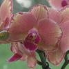 Auf welche Dinge man bei Orchideen achten muss, erklärt und zeigt ein Fachmann beim Stammtisch des Königsbrunner Gartenbauvereins.