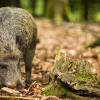 Fressen Wildschweine Pilze, nehmen sie radioaktive Strahlung auf. Jedes vierte geschossene Tier weist einen zu hohen Becquerel-Wert auf. 