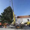 Aus einem Garten in Finning stammt die Nordmanntanne, die in der Advents- und Weihnachtszeit den Landsberger Hauptplatz schmücken wird.