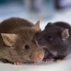 Forschern ist ein Durchbruch gelungen. Sie konnten Diabetes bei Mäusen weitgehend heilen.