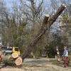 Im Herkomer-Park wurden am Mittwoch drei kranke Eschen gefällt.