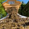 Da sind unsere Bienen noch brav und machen, was wir ihnen sagen. Noch ...