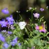 Bunte Blumenwiesen aus heimischen Wildpflanzen sind nicht nur schön anzusehen, sondern auch nützlich. Wer einen naturnahen Garten anlegen will, sollte ein paar Faustregeln beachten. Das Landratsamt Günzburg gibt Tipps und bietet eine Beratung dazu an. (Symbolfoto)