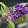 In der Natur sehr seltene violette Früchte bildet der Liebesperlenstrauch (Callicarpa dichotoma) aus.