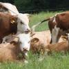 Den Sommer dürfen die Kühe des Laugnaer Biolandwirts Baindl auf der Weide verbringen.