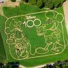 Das Labyrinth auf einem Pflanzenfeld bei Utting zeigt in diesem Jahr Minnie Maus und Micky Maus. 