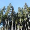 Die Fichte ist der Brotbaum der deutschen Forstwirtschaft: die heimische Art wächst gut, wird teils finanziell gefördert und ist beliebt als Bauholz. Doch klimatische Veränderungen machen dem Flachwurzler zu schaffen.
