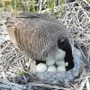 Behutsam werden die Eier im Nest gewendet.