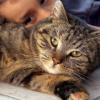 Ein kleiner Junge schmust mit seiner Katze. Vielen Haustierhaltern ist Wissenschaftlern zufolge nicht ausreichend bewusst, dass ihre tierischen Begleiter auch Krankheiten übertragen können.