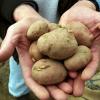 Die Kartoffel ist eines der beliebtesten Grundnahrungsmittel. Dürfen Diabetiker die Knollen auch essen?
