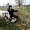 Katharina Mayer vom Moirhof in Hirblingen fand einen  abgetrennten Schafkopf neben ihrer Weide.
