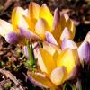 Erste Frühlingsboten: Auch Wildkrokusse der Sorte Advance (Crocus chrysanthus) gedeihen in einem Steingarten gut.