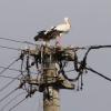 In Kissing versuchen zwei Störche, ein Nest auf einem Strommast zu bauen. Nicht weit entfernt hat sich in Alt-Kissing ein Storch der anderen Art angesidelt.