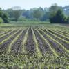 Ein Feld in Marktoffingen ist beschädigt worden. 