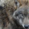 Streunt ein Wolf durchs Wittelsbacher Land? 