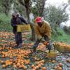 Normalerweise arbeiten viele Afrikaner auf den Orangenfarmen im Süden Italiens – und die Mafia verdient daran mit.