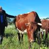 Theresa Höfle mit ihrer Herde Pinzgauer Rinder. Die Landwirtin aus Inningen hat ebenfalls einen Hofladen. 