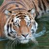 Der Tiger «Altai» geht im Zoo in Köln durch ein Gewässer. Er hat am Samstag eine Tierpflegerin angefallen und tödlich verletzt. 