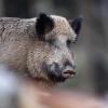 Die Afrikanische Schweinepest ist bei einem Wildschwein nahe der deutschen Grenze festgestellt worden.