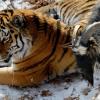 Die ungewöhnliche Beziehung zwischen Tiger Amur und Ziege Timur in einem russischen Zoo verlief nicht lange gut. 	