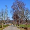 Aufgrund des Eschentriebsterbens sowie des Alters und Zustands der Birken südlich der Ortsverbindungsstraße von Oberroth nach Dattenhausen soll ein Großteil des Baumbestands durch Bergahorn ersetzt werden. 
