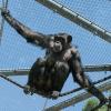 Im neuen Klettergarten haben die Zoo-Schimpansen viel Abwechslung.