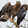 Der Schreiadler ist Deutschlands kleinster Adler. Er ist laut NABU wegen Fehlplanungen beim Bau von Windkraftanlagen stark gefährdet. 