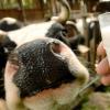 Der derzeitige Milchpreis ist ein Skandal. Die Bauern leiden massiv unter dem Preisverfall bei Milch.