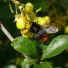 Auf dem Foto wurde die bestäubende Hummelschwebfliege nicht von der Berberitzenblüte geschnappt, sondern von der darauf sitzenden, perfekt getarnten Krabbenspinne. 