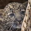 Acht Wochen alt ist der seltene Nachwuchs bei den Java-Leoparden im Tierpark Berlin-Friedrichsfelde. Nun wurde er zum ersten Mal den Gästen präsentiert. 