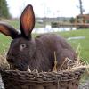 Niedliche Hasen und Kaninchen dienen gern als Symbol für Ostern. 
