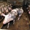 Die rechtlichen Voraussetzungen für den Bau eines neuen Schweinemaststall in Ried-Hörmannsberg sind jetzt erfüllt. Der Landwirt sucht aber weiterhin nach Lösungen, mit denen auch die Nachbarn leben können. (