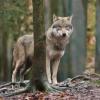 Das Thema Wolf führt in Bayern immer wieder zu heftigen Diskussionen. Die einen wollen dem Tier nachstellen und es erlegen, die anderen wollen es schützen. 