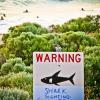 Wenn in Australien Haie gesichtet werden, warnen Schilder am Strand vor den Raubfischen.