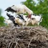 Der Landesbund für Vogelschutz in Bayern verzeichnet einen steigenden Bestand an Weißstörchen.