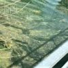 Solche grünlichen Teppiche sind in Riedlingen erst mal nicht mehr zu sehen: Das Gesundheitsamt Donau-Ries hat am Baggersee keine Blaualgen mehr gefunden.