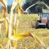 Maisanbau wird von vielen negativ beobachtet, wie es bei der Frühjahrsversammlung der Kreisobmänner des Bayerischen Bauernverbandes hieß. Jetzt sollen die Felder von Sonnenblumen oder Lobelien eingerahmt werden.  