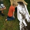 Nach der Kellerhaft läuft der Schwarm in die Bienenkiste ein. Markus Ehms Sohn Linus beobachtet den Einzug der Tiere. Bernd Reinthaler (links) und Markus Ehm (Mitte) freuen sich jetzt schon mit Sandra Langenegger auf die Schwarmzeit. Mit der Schwarmkiste in Händen werden sie dann ihre Bienenvölker aufstocken. Die Bienenkiste, die sie aufrecht hält, steht normalerweise waagrecht. Im ersten Jahr steht den Tieren der Brutraum zur Verfügung (im Bild die oberen zwei Drittel). Im zweiten Jahr wird der Honigraum (im Bild das untere Drittel) geöffnet. 