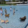 Bei hochsommerlichen Temperaturen genossen Hunde wie Menschen den Aufenthalt im Inselbad-Wellebecken beim Hundeschwimmen zum Saisonabschluss. 