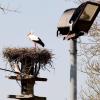 Storchennest am Feuerwehrhaus in Mertingen.