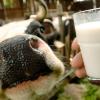 Nach Vorwürfen gegen einen Bauern aus dem Allgäu, stellt sich die Frage: Woher stammt die Milch in unseren Lebensmitteln?